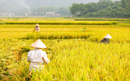 North to South Vietnam Wonders Package Tour - 7 Days